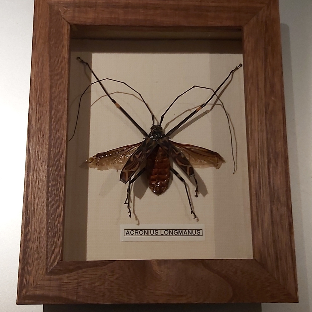 Framed Acronius Longmanus Insect Display